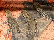 Egernia cunninghami